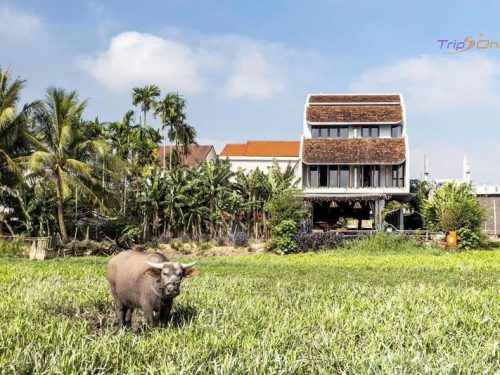 VILLA ĐÀ NẴNG TRIPS ONE 33 (12)